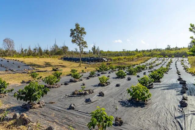 a view of a yard with an ocean view