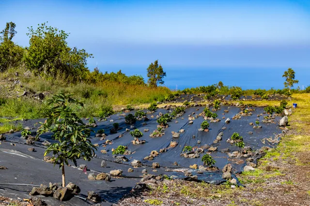 a plant that is sitting in the middle of a yard