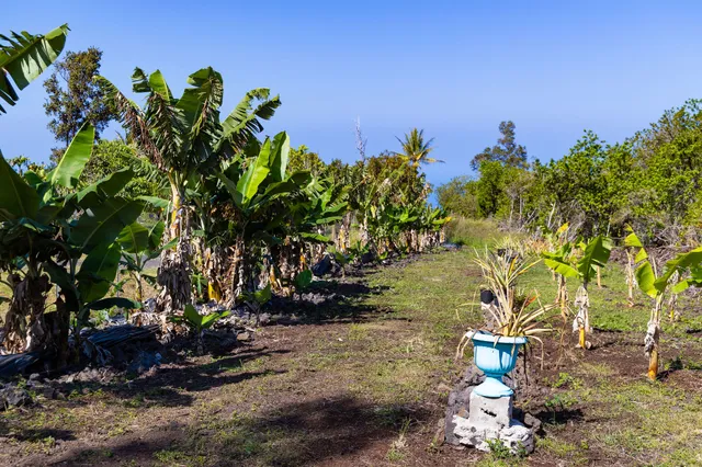 a view of a tree with a yard