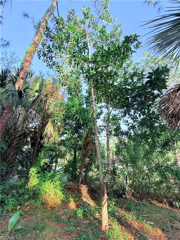 3330 13th Avenue Southwest Naples, FL 34117 - Photo 21 of 50 a view of a garden