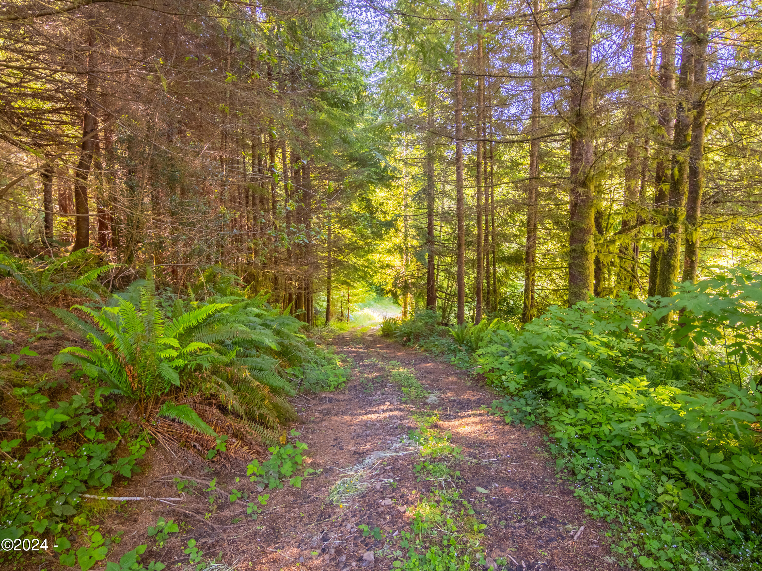 909 Christiansen Road Toledo, OR 97391 - Photo 6 of 43 Driveway