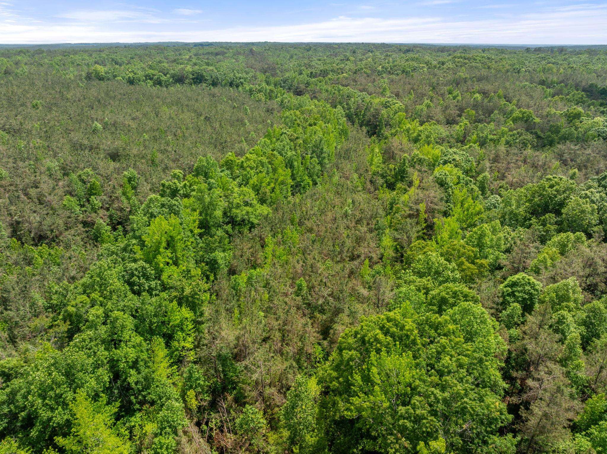 377 County Road 377 Road Burnsville, MS 38833 - Photo 17 of 20 a view of a lush green forest with trees and some houses