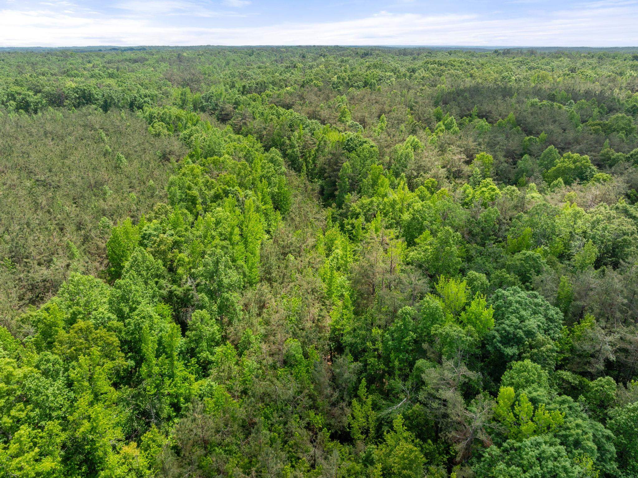 377 County Road 377 Road Burnsville, MS 38833 - Photo 18 of 20 a view of a lush green forest with trees in the background