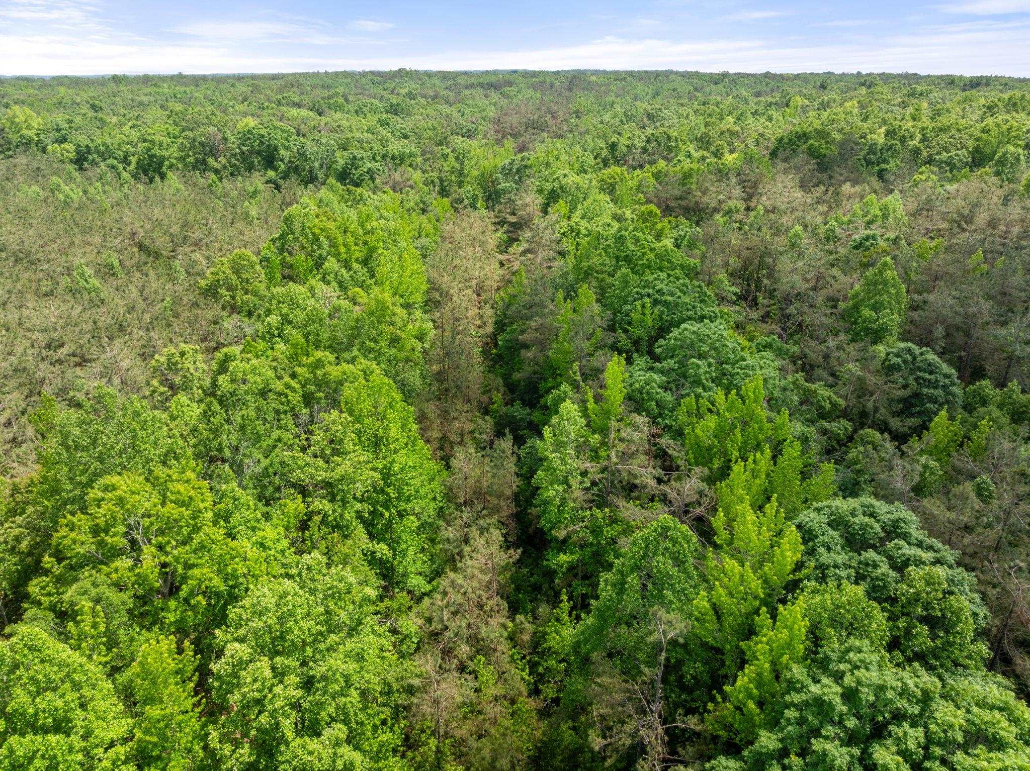377 County Road 377 Road Burnsville, MS 38833 - Photo 19 of 20 a view of a lush green forest