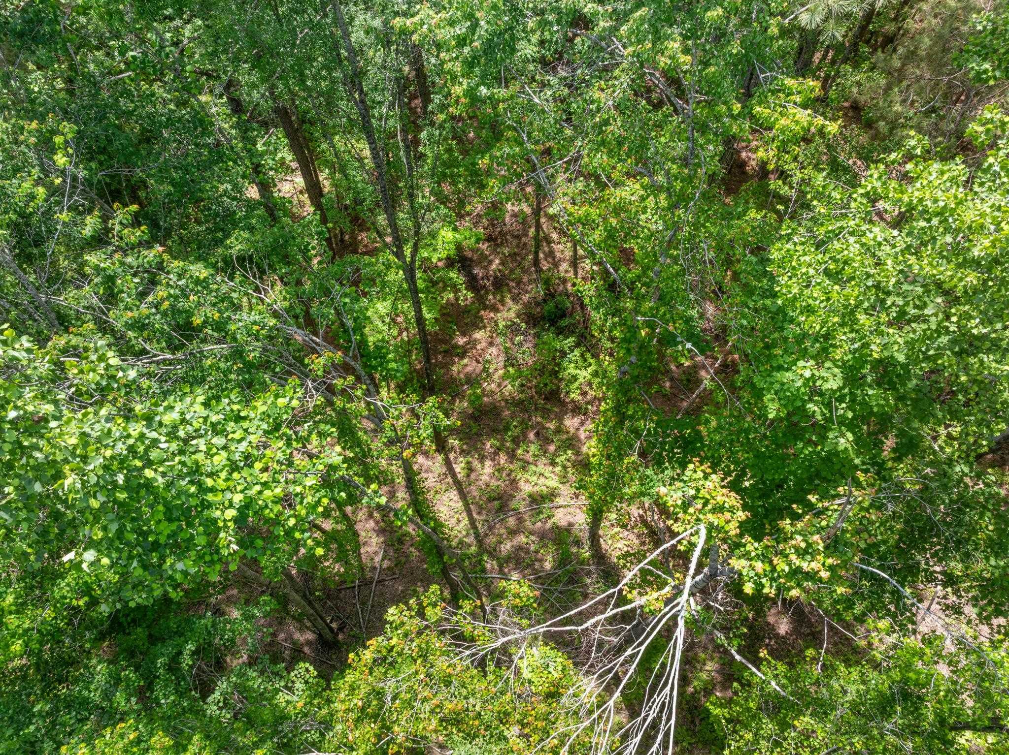 377 County Road 377 Road Burnsville, MS 38833 - Photo 20 of 20 a view of a tree