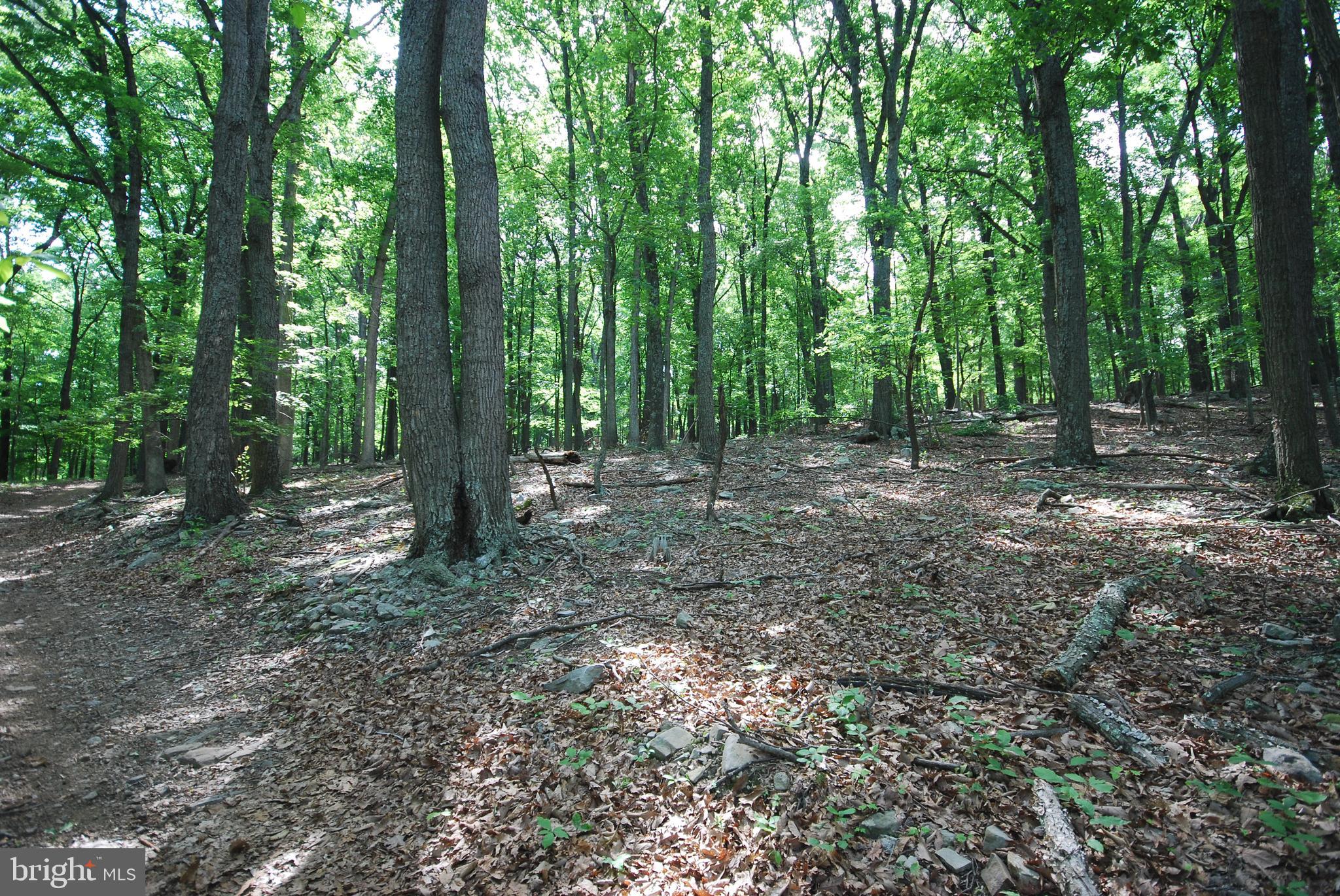 Lot 70-71 Mill Mountain Road Romney, WV 26757 - Photo 6 of 52