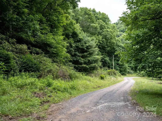 a view of a forest with trees in the background
