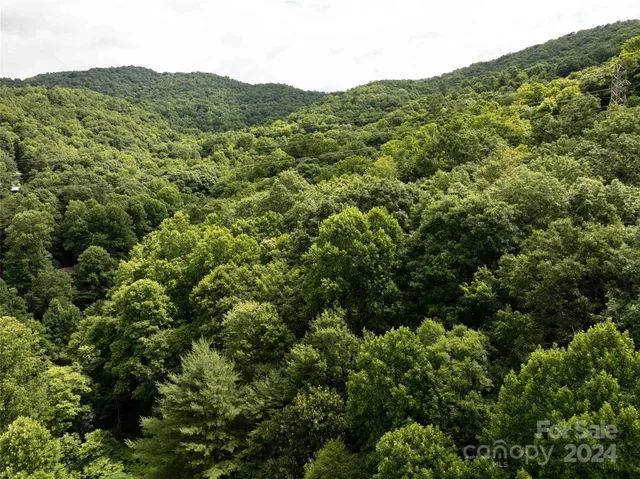 a view of a yard with plants and large trees