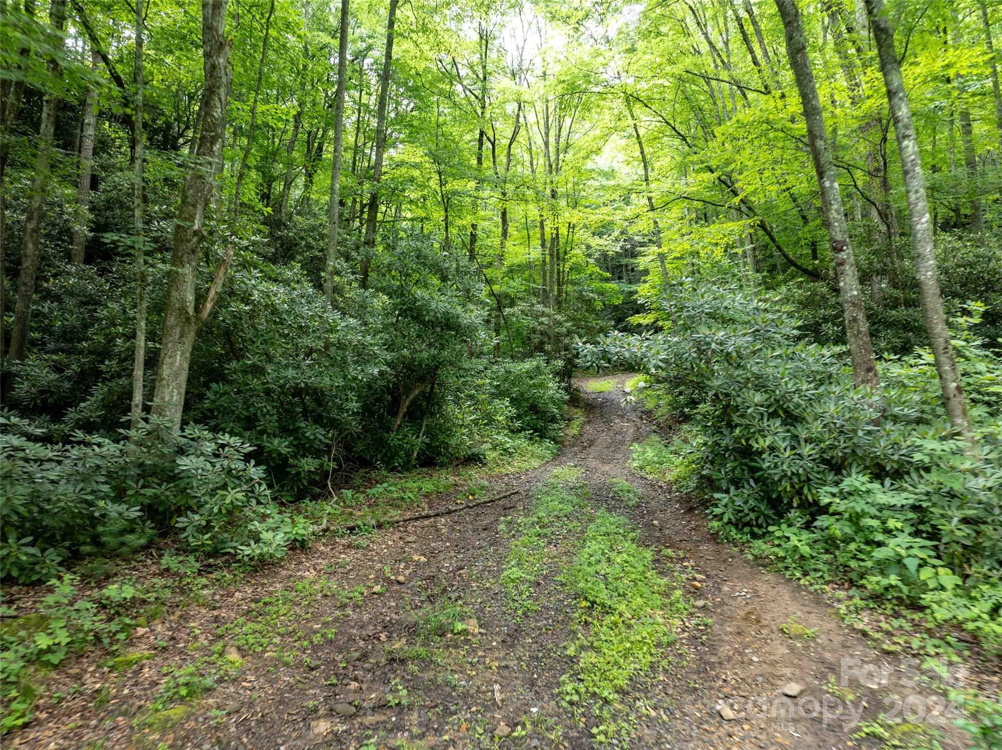 0 Water Wheel Cove Clyde, NC 28721 - Photo 19 of 22 a view of a yard with plants and large trees
