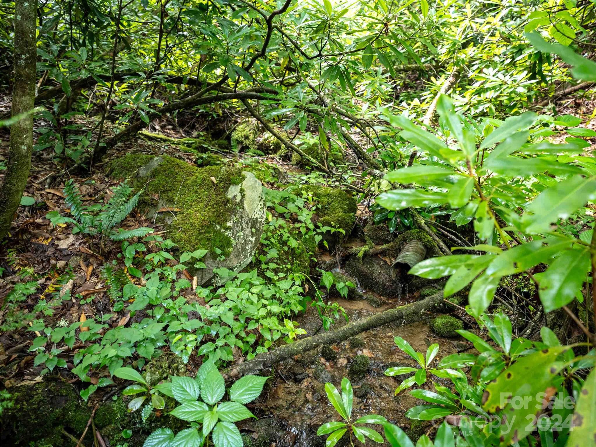0 Water Wheel Cove Clyde, NC 28721 - Photo 6 of 22 a view of a plant