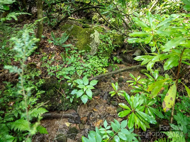 a view of a lush green forest with lawn chairs and plants