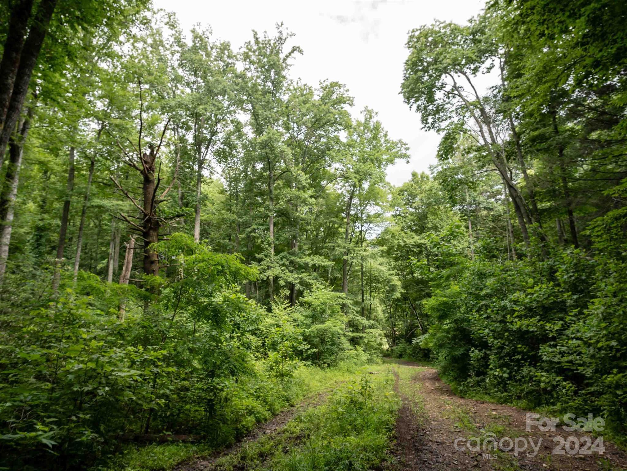0 Water Wheel Cove Clyde, NC 28721 - Photo 8 of 22 a view of a lush green forest with lawn chairs and plants
