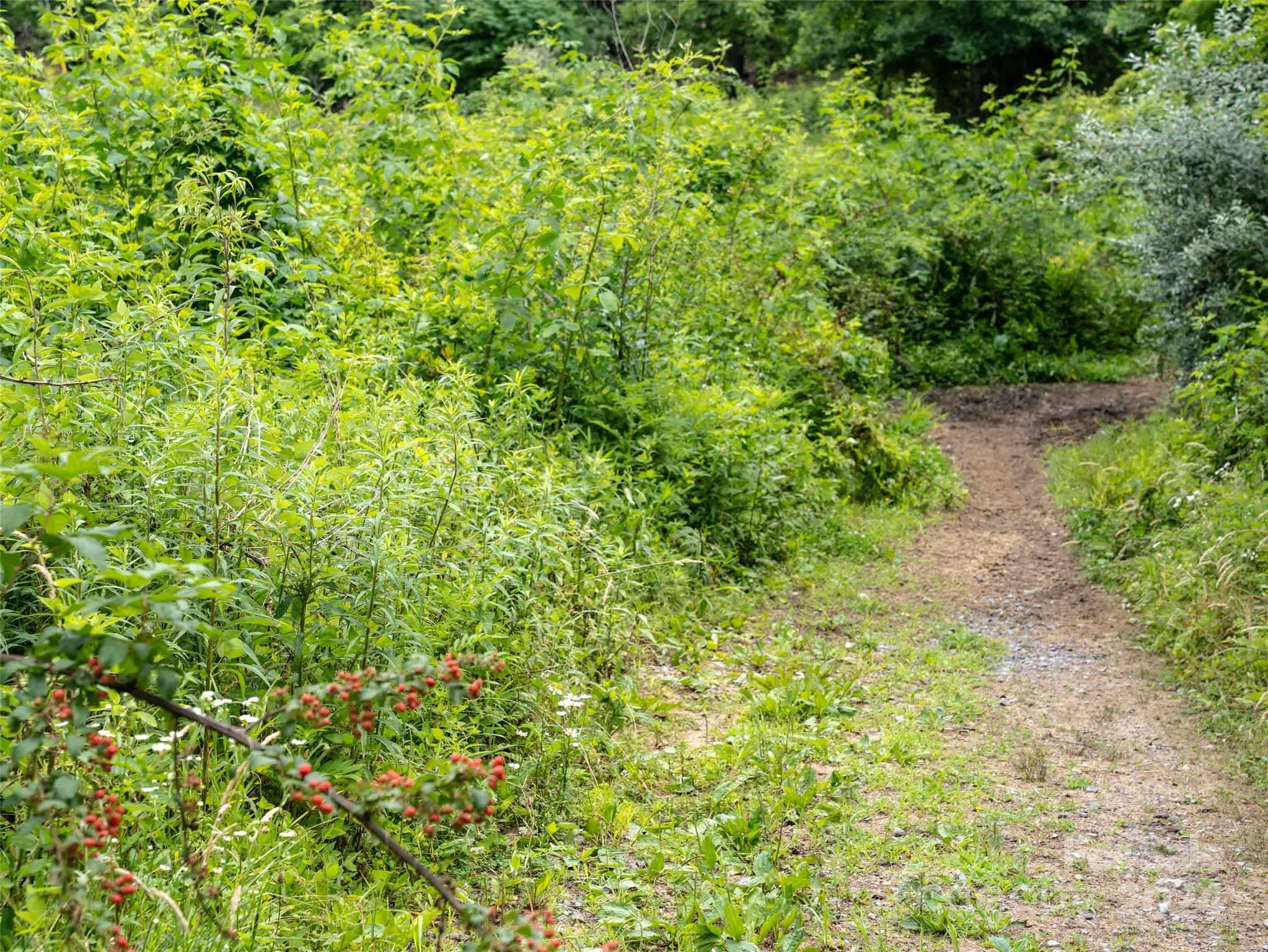 0 Water Wheel Cove Clyde, NC 28721 - Photo 9 of 22 a view of a garden with a plants
