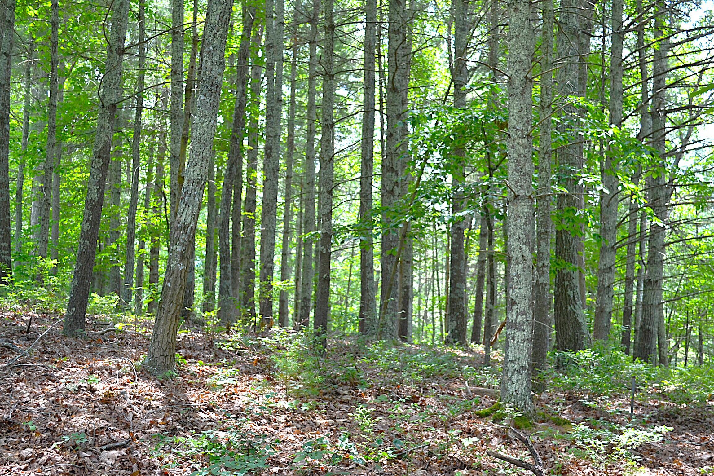 Moncove Lake Road Gap Mills, WV 24941 - Photo 11 of 27 Land View