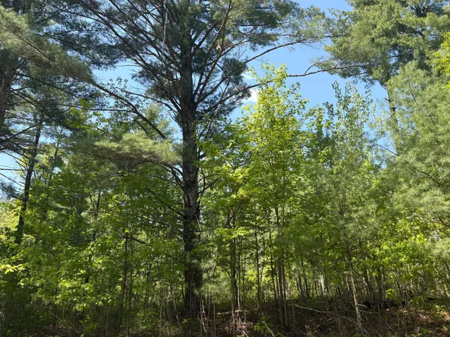 $6,000 | Xxxxx Xxxxx Eagle Drive, Webster, WI 54893