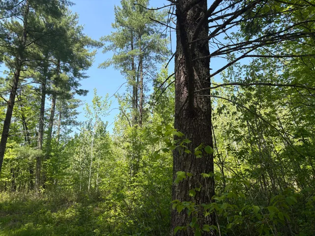 $6,000 | Xxxxx Xxxxx Eagle Drive, Webster, WI 54893