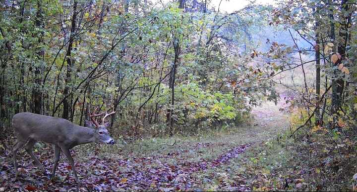 798 Red Tuttle Road Bethpage, TN 37022 - Photo 5 of 11 a view of an outdoor space