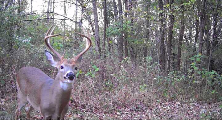 798 Red Tuttle Road Bethpage, TN 37022 - Photo 6 of 11 a backyard of a house with lots of green space
