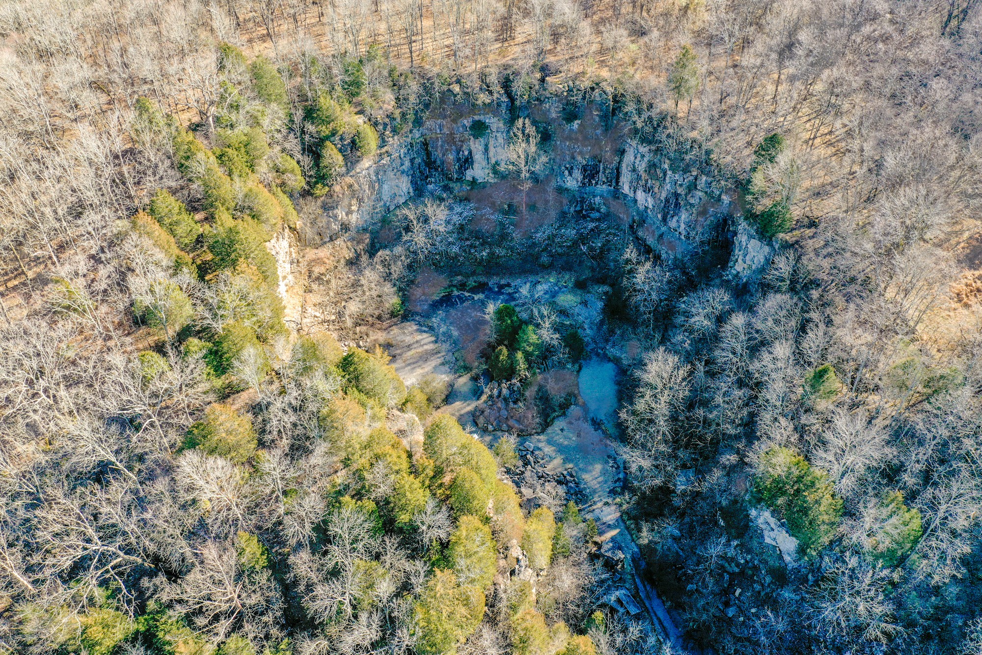798 Red Tuttle Road Bethpage, TN 37022 - Photo 7 of 11 a view of a forest with a tree