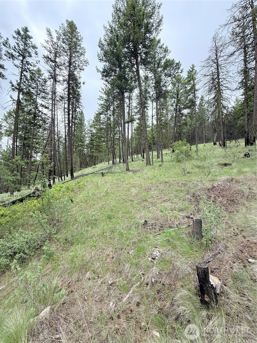 0 Broken Spoke Road Tonasket, WA 98855 - Photo 18 of 39 a big yard with lots of green space and trees