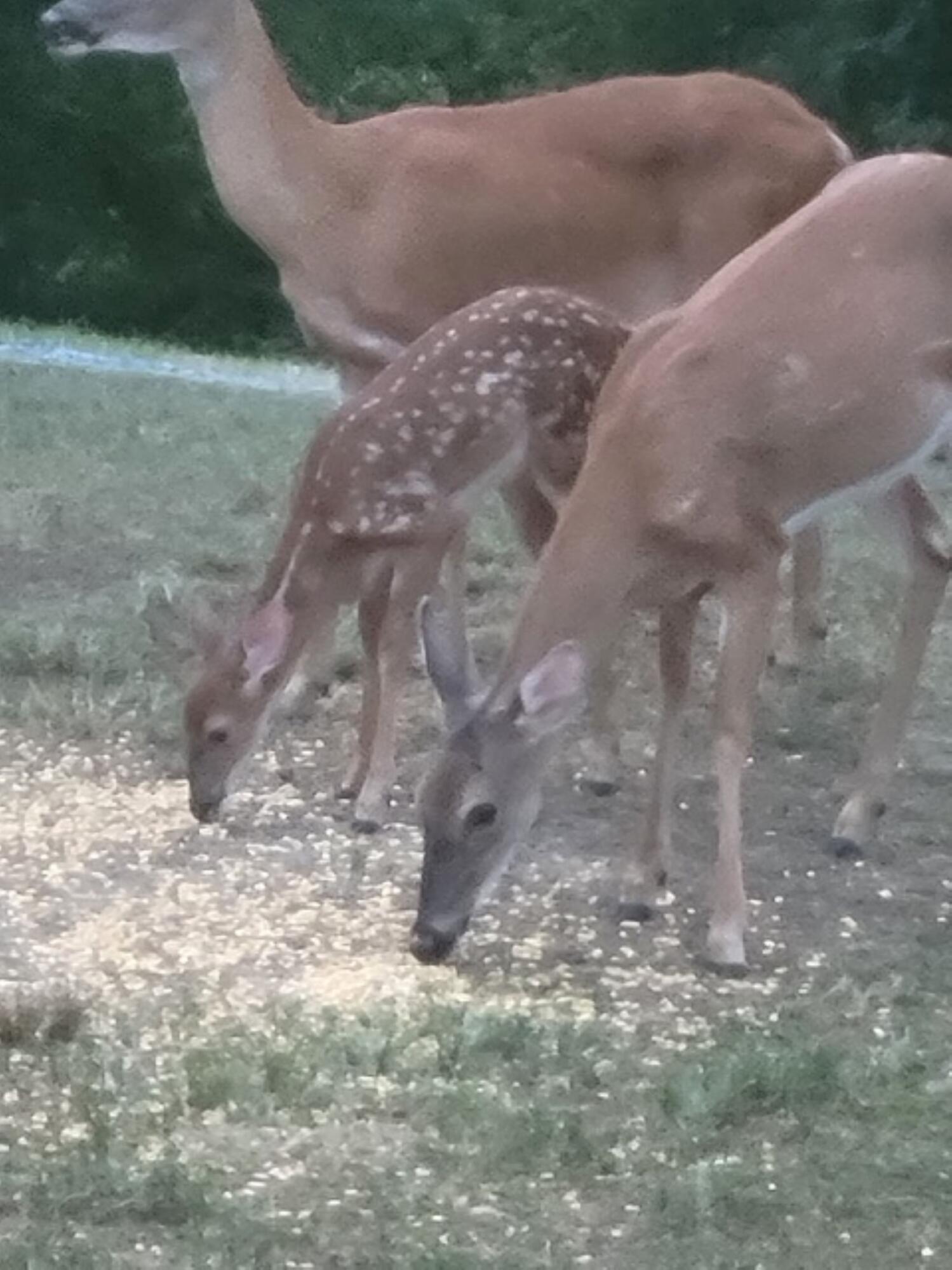 669 Big Hollow Road Blountville, TN 37617 - Photo 49 of 55 Big Hollow Deer