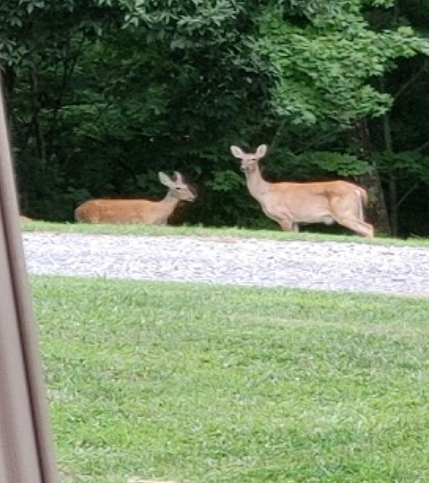 669 Big Hollow Road Blountville, TN 37617 - Photo 52 of 55 Big Hollow Deer 2
