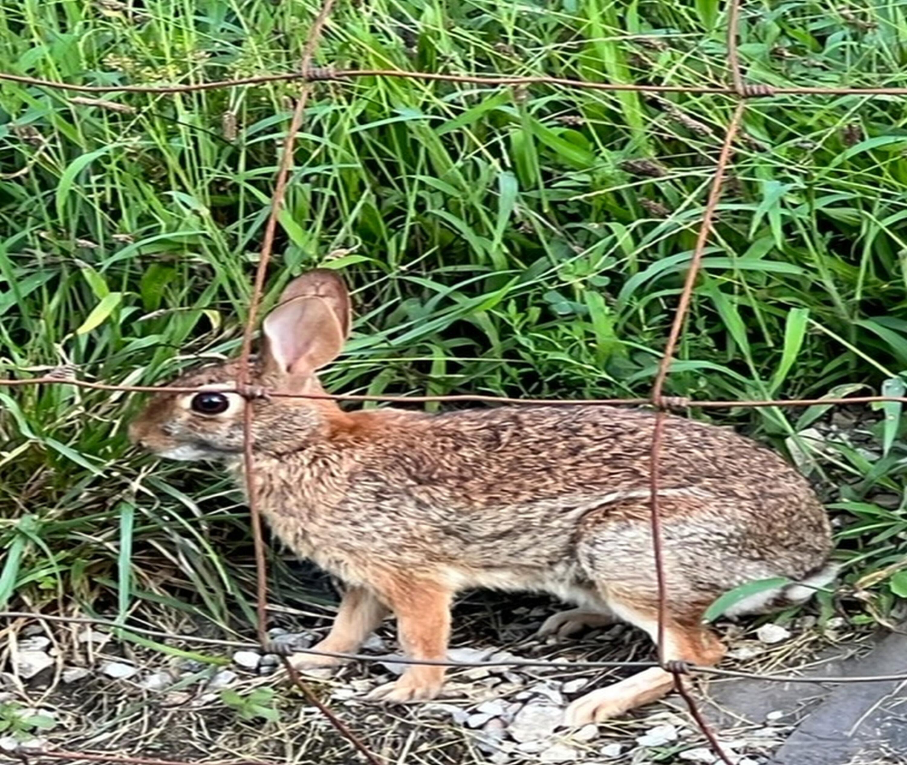669 Big Hollow Road Blountville, TN 37617 - Photo 54 of 55 Big Hollow Bunny