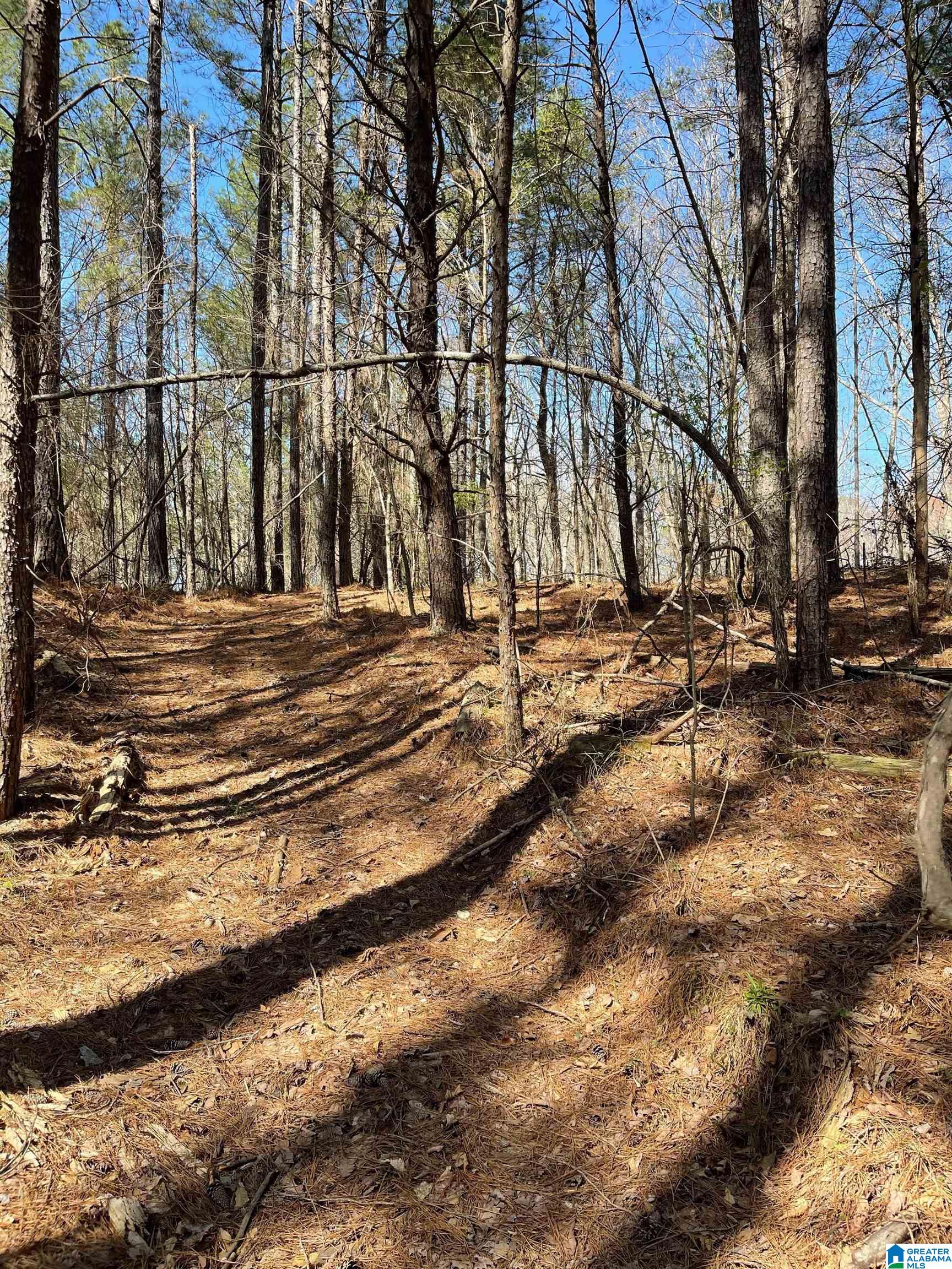 521 Sycamore Road Columbiana, AL 35051 - Photo 3 of 9