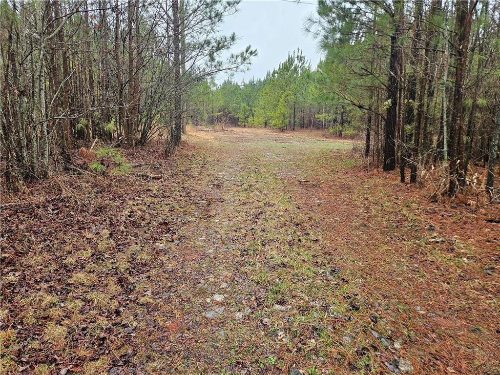 0 Macedonia Church Road Buchanan, GA 30113 - Photo 21 of 24 a view of backyard with large trees
