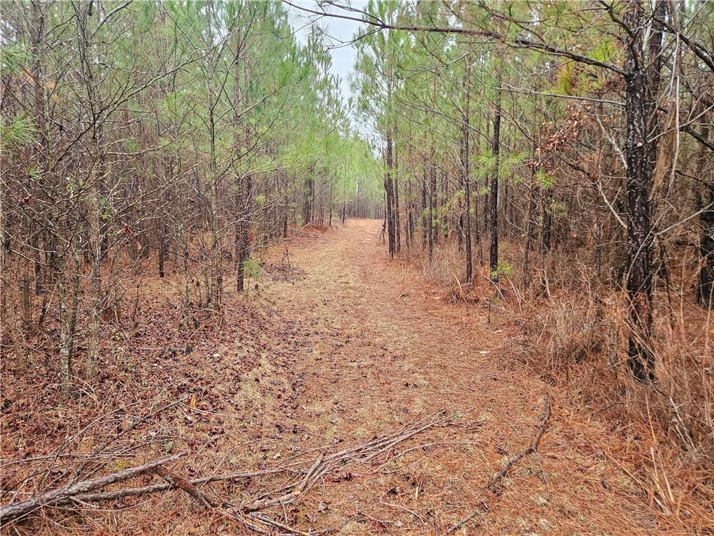 0 Macedonia Church Road Buchanan, GA 30113 - Photo 23 of 24 a view of backyard with large trees