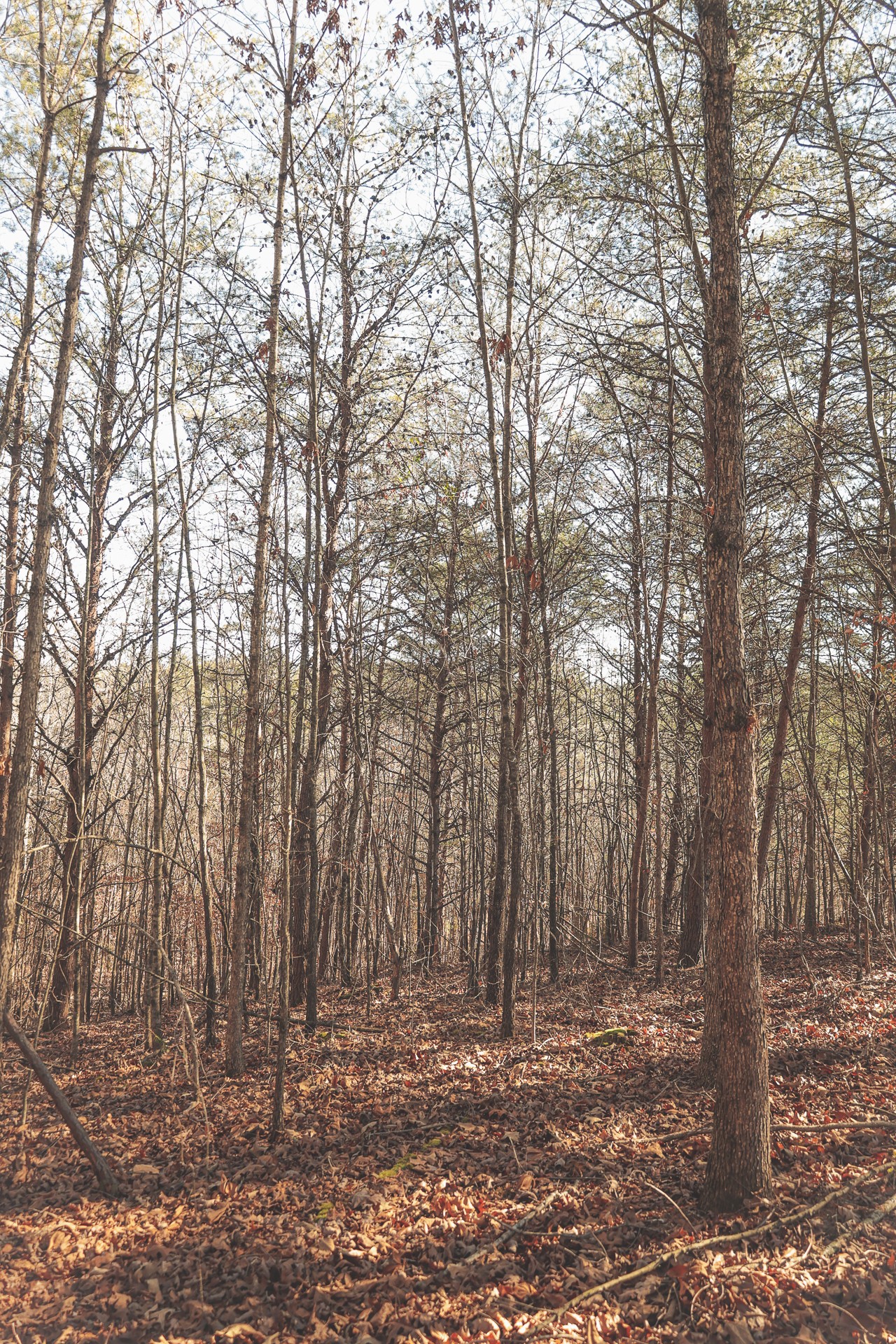 0 Curtis Road Tellico Plains, TN 37385 - Photo 11 of 30 a view of a yard with trees in the background