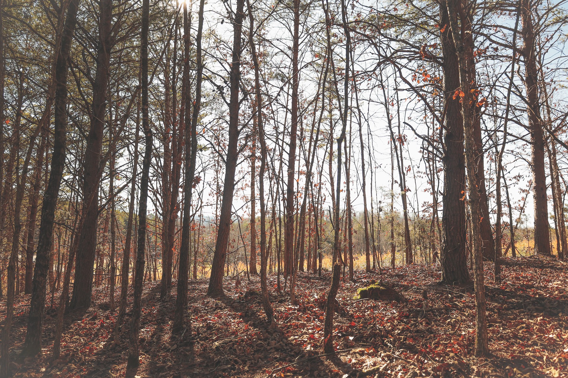 0 Curtis Road Tellico Plains, TN 37385 - Photo 12 of 30 a view of outdoor space with lots of trees