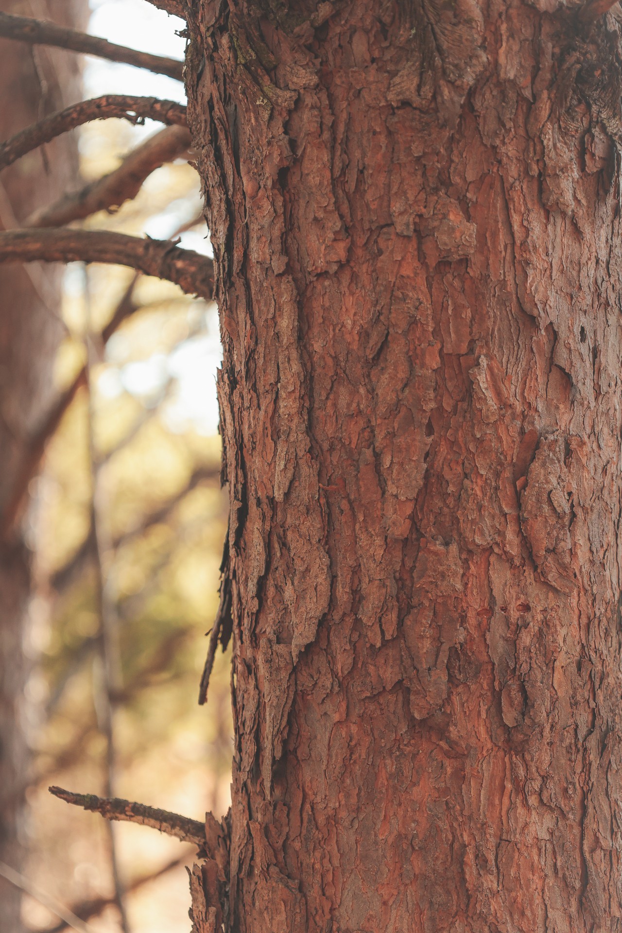 0 Curtis Road Tellico Plains, TN 37385 - Photo 13 of 30 a view of a yard