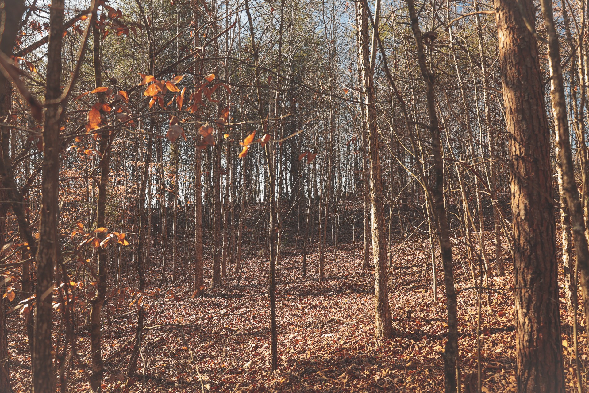 0 Curtis Road Tellico Plains, TN 37385 - Photo 16 of 30 a backyard of a house with lots of green space