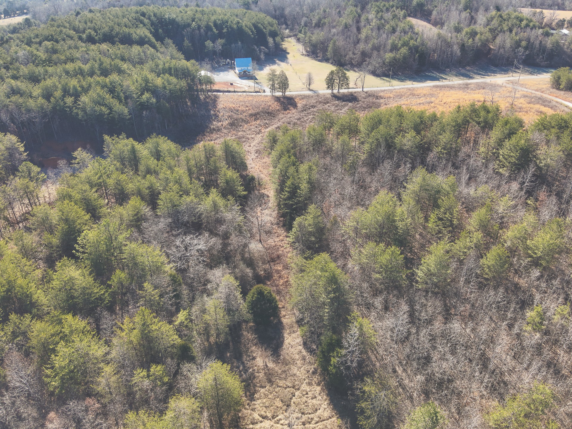 0 Curtis Road Tellico Plains, TN 37385 - Photo 17 of 30 a view of a yard with a tree