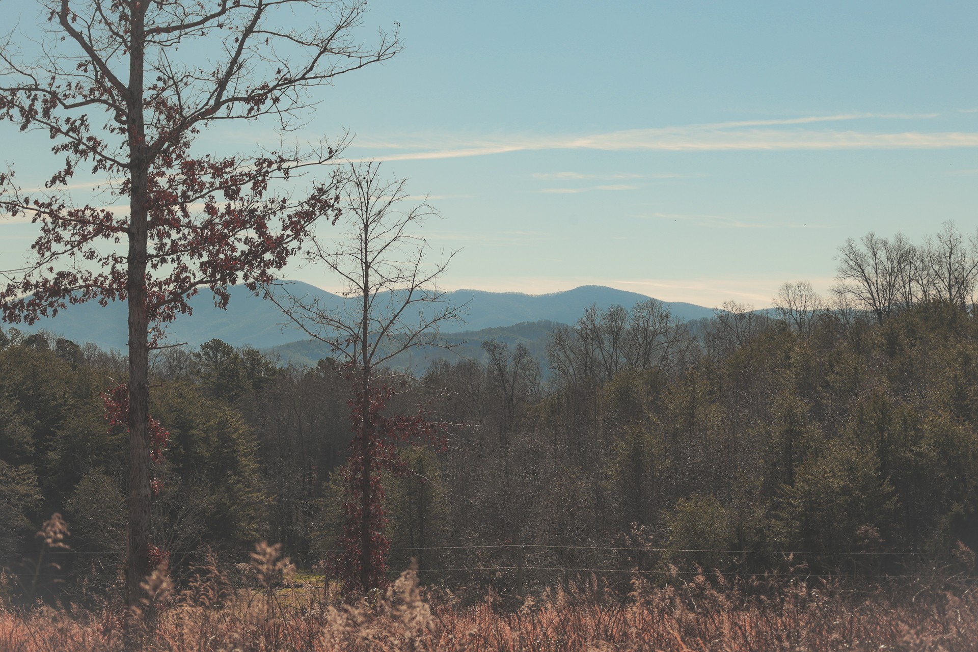 0 Curtis Road Tellico Plains, TN 37385 - Photo 9 of 30 a view of a dry yard