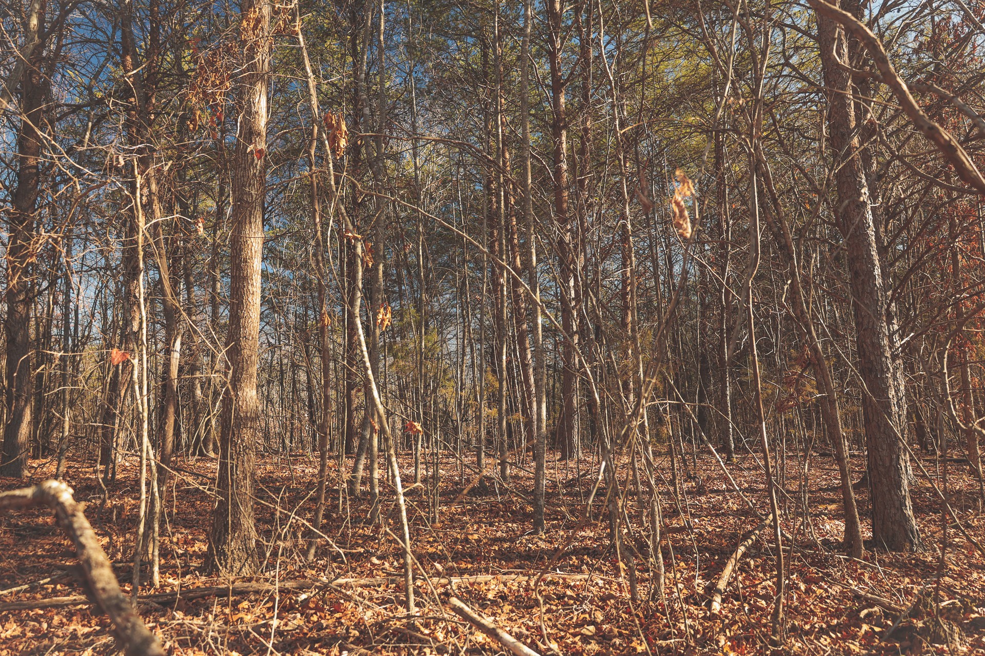 0 Curtis Road Tellico Plains, TN 37385 - Photo 10 of 30