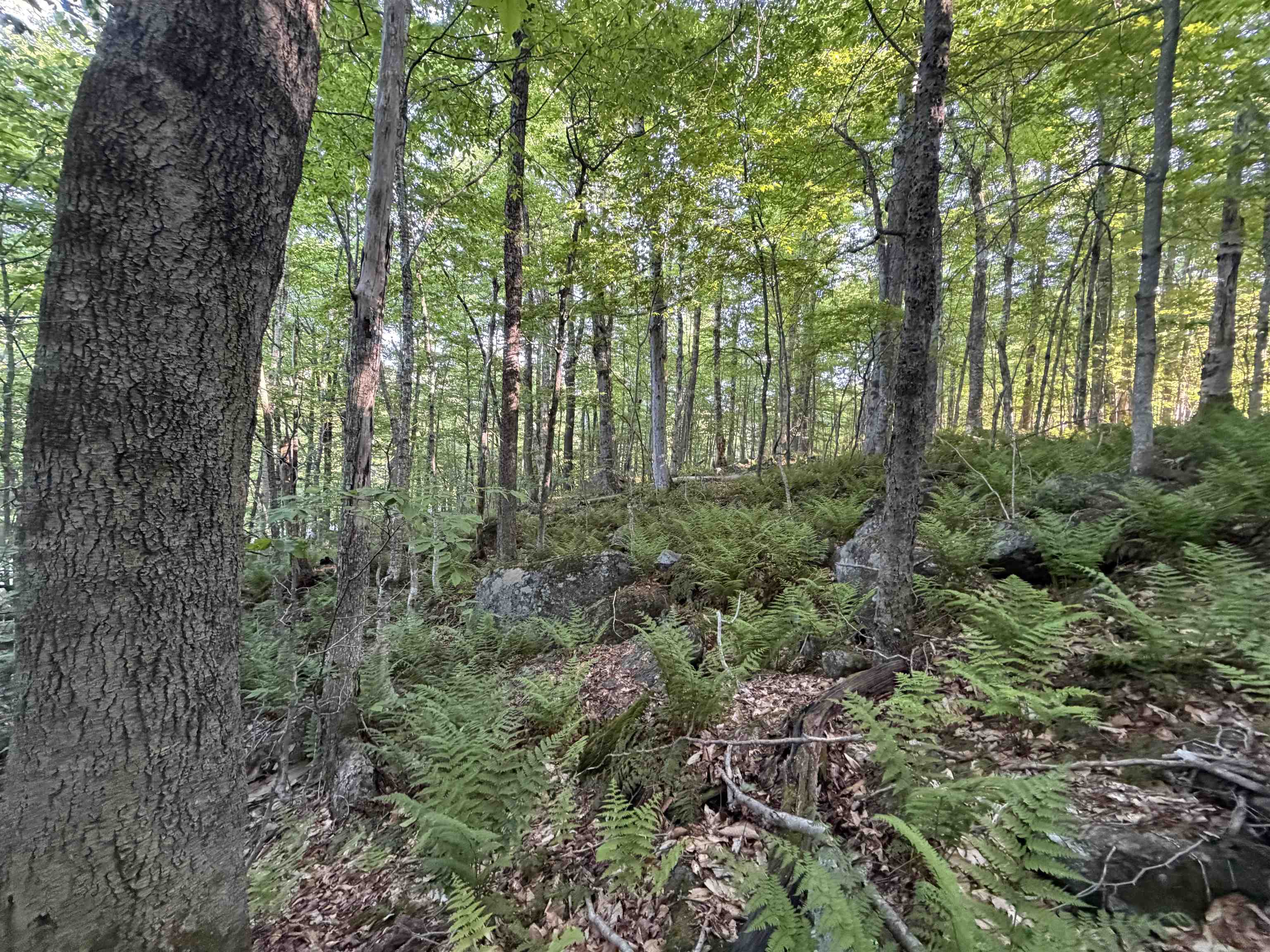 Scattered Timber Road Wilmington, VT 05363 - Photo 9 of 24
