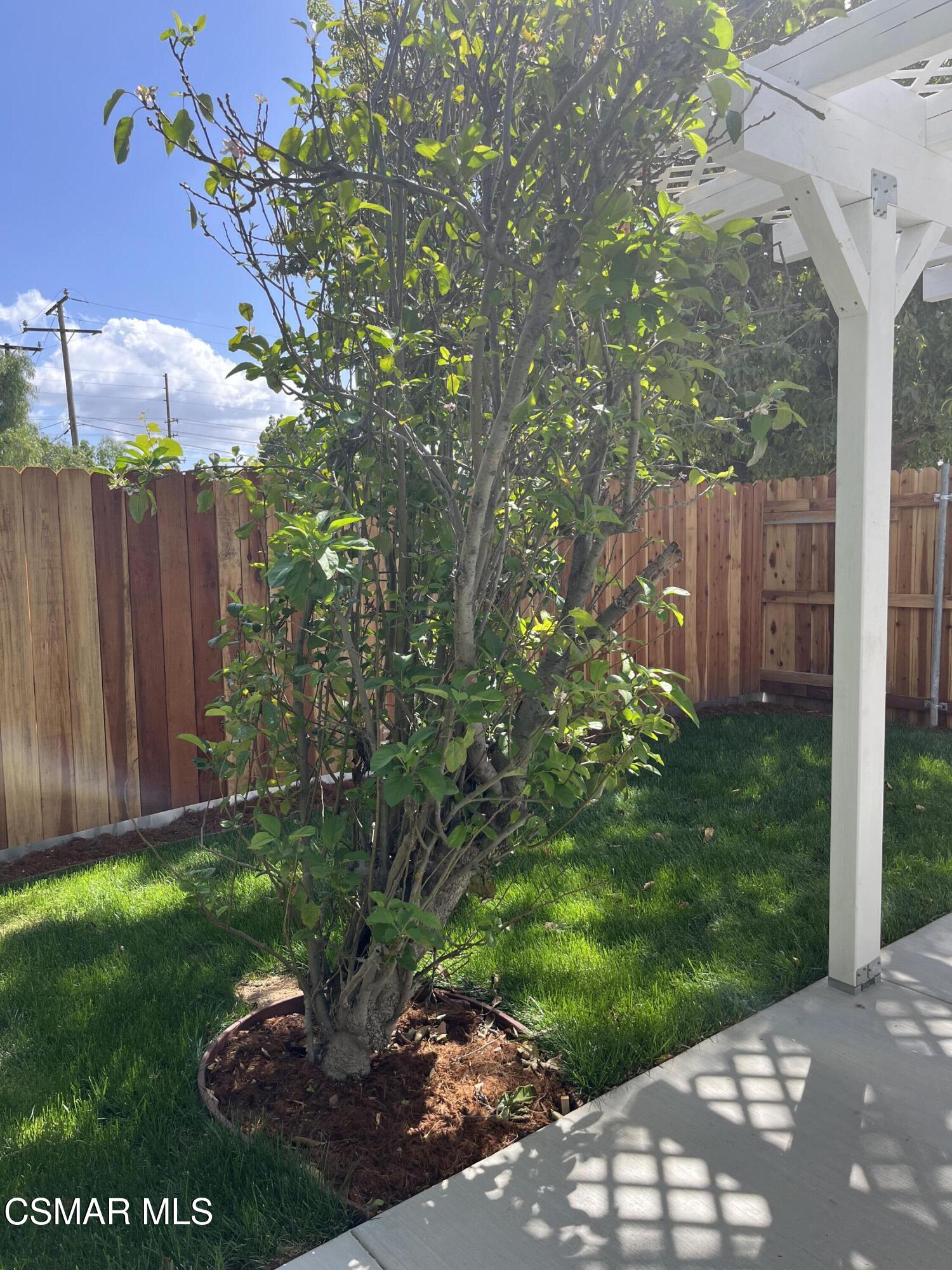 Apricot Apple Tree