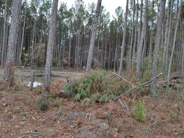 $75,000 | 0 State Rd S-15-50, Walterboro, SC 29488
