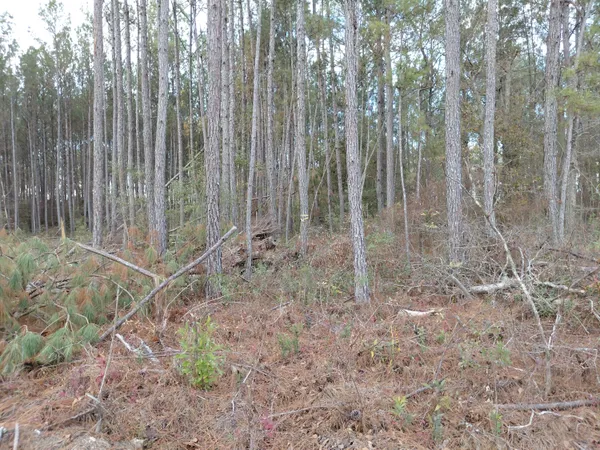 $25,000 | 0 St Road, Walterboro, SC 29488