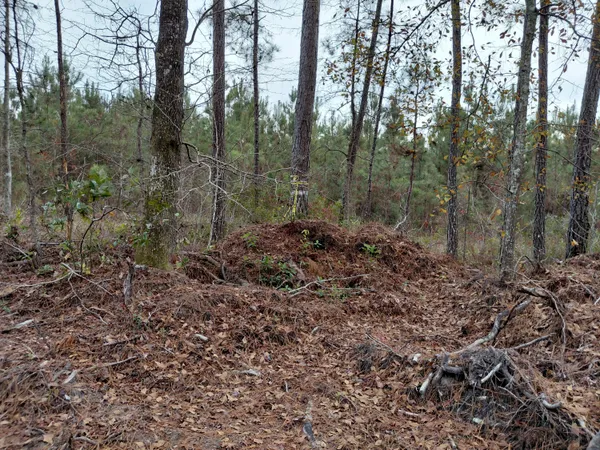 $25,000 | 0 St Road, Walterboro, SC 29488