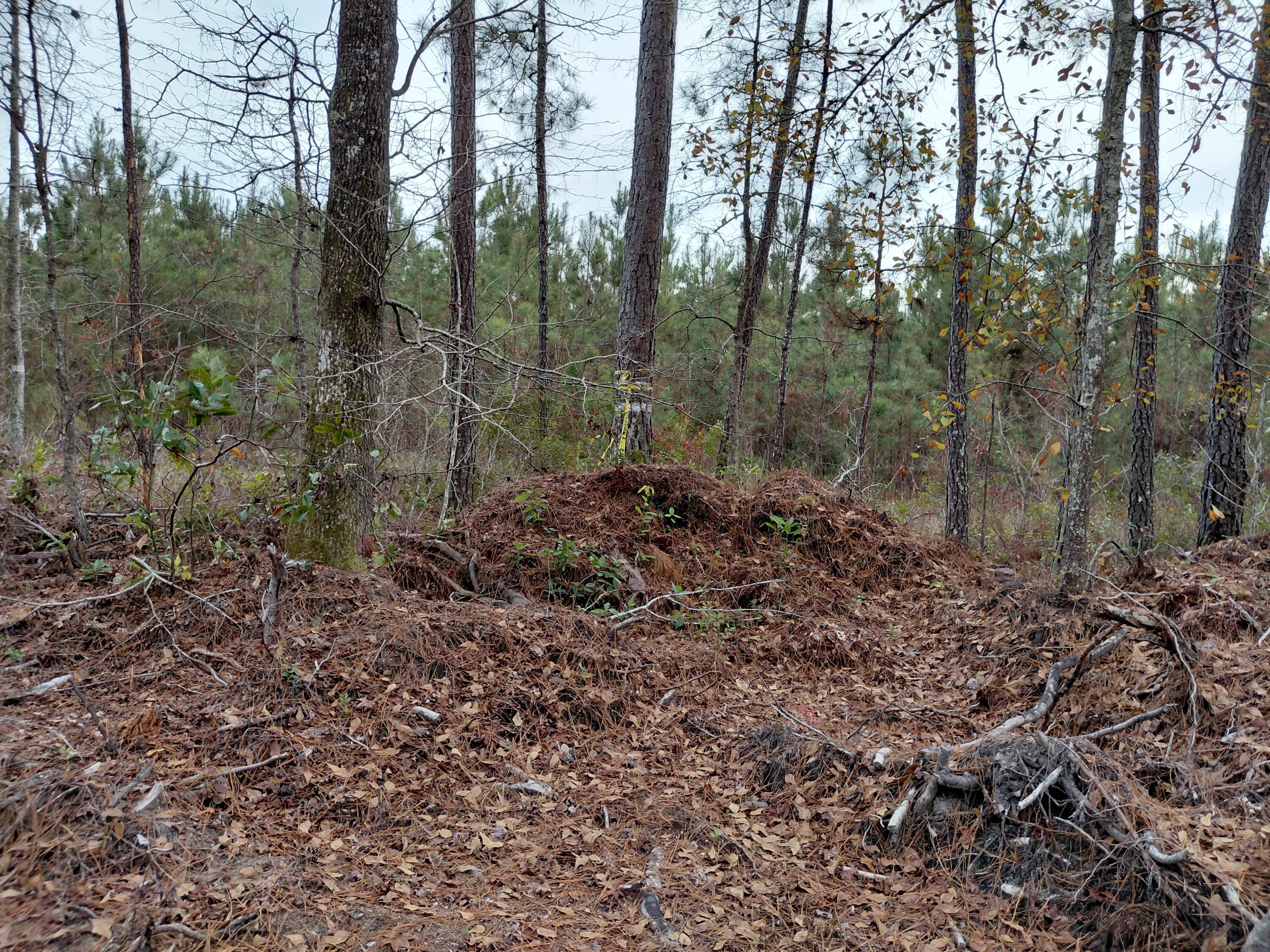 0 State Rd S-15-50 Walterboro, SC 29488 - Photo 5 of 5 20251217_163442 (1)