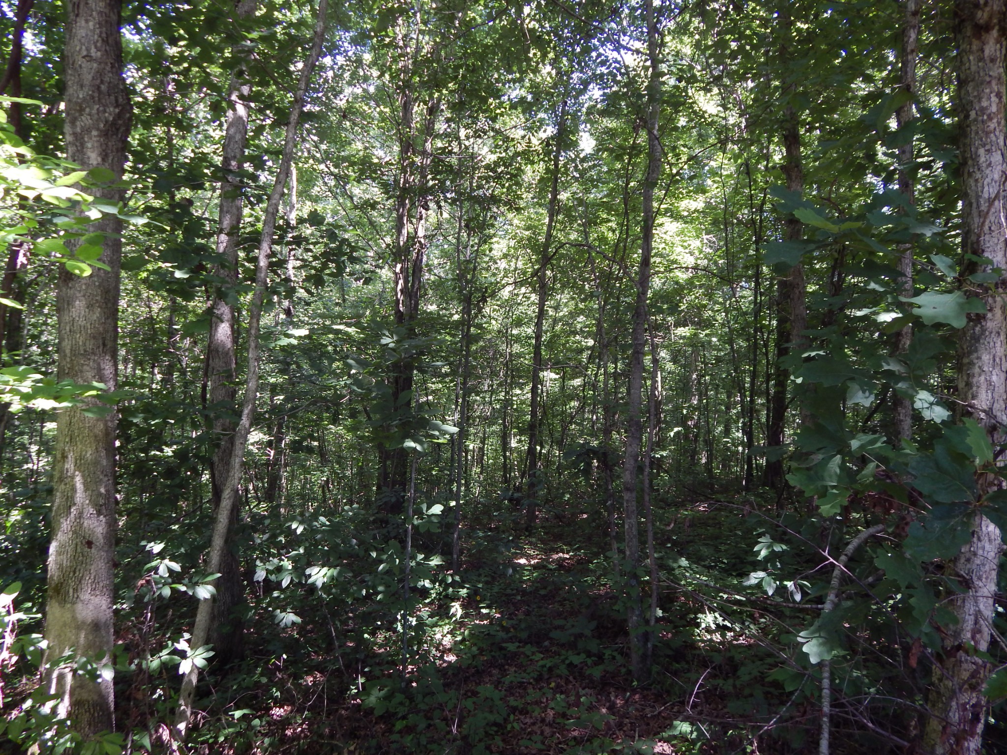 7034 Topsy Road Waynesboro, TN 38485 - Photo 44 of 44 Gallery Image 44