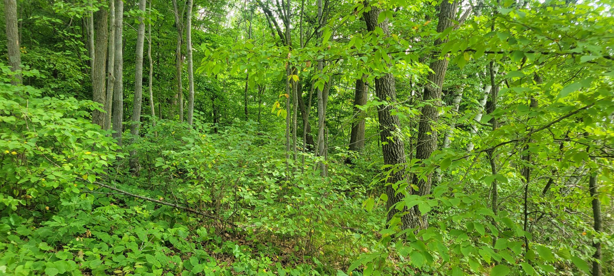 Tbd Cedar Road Cushing, MN 56443 - Photo 11 of 14 Gallery Image 11