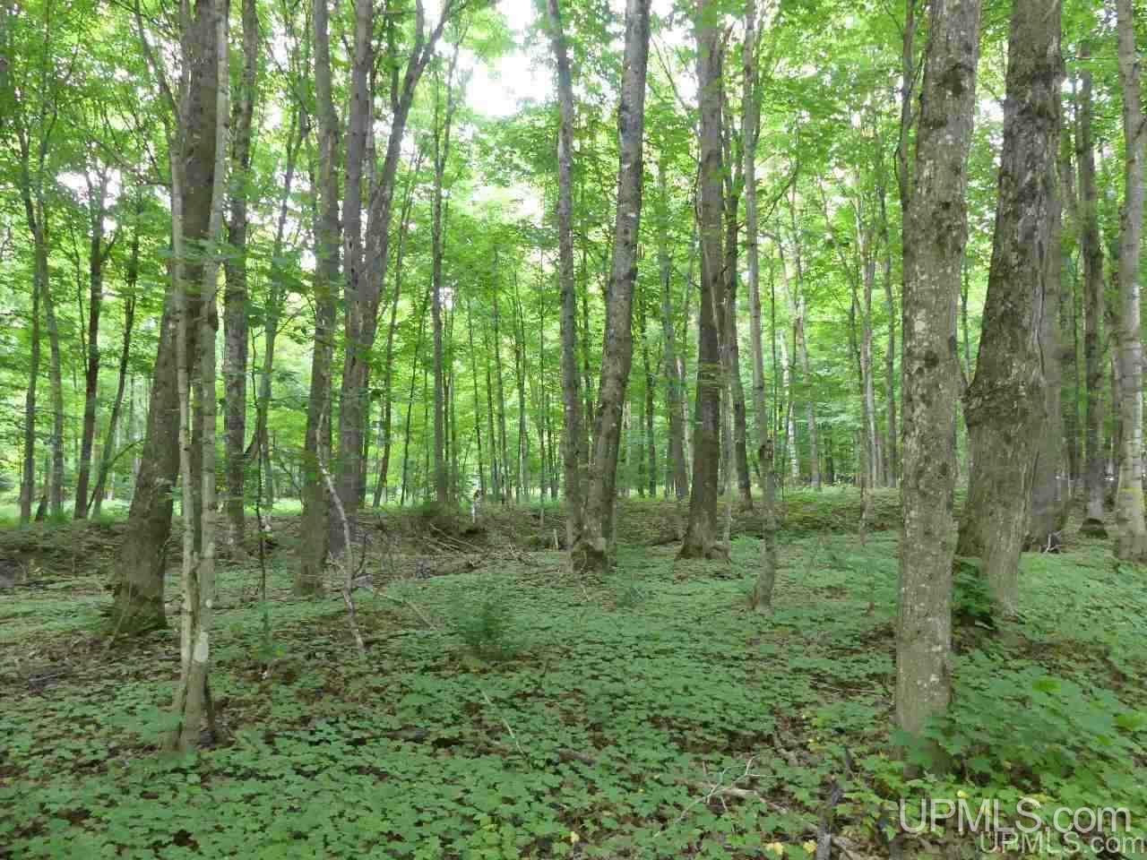 1 County Road 58 Road Grand Marais, MI 49839 - Photo 23 of 25 Gallery Image 23