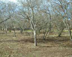 a view of a yard with a trees