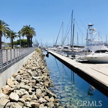 a view of a yard with plants and large trees