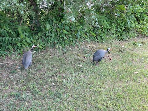 529 Keisling Road Newport, TN 37821 - Photo 15 of 15 IMG_1381
