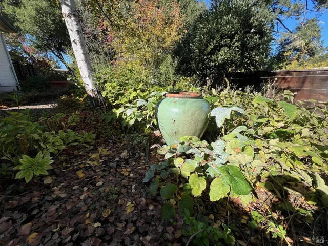 a view of a plant in a garden